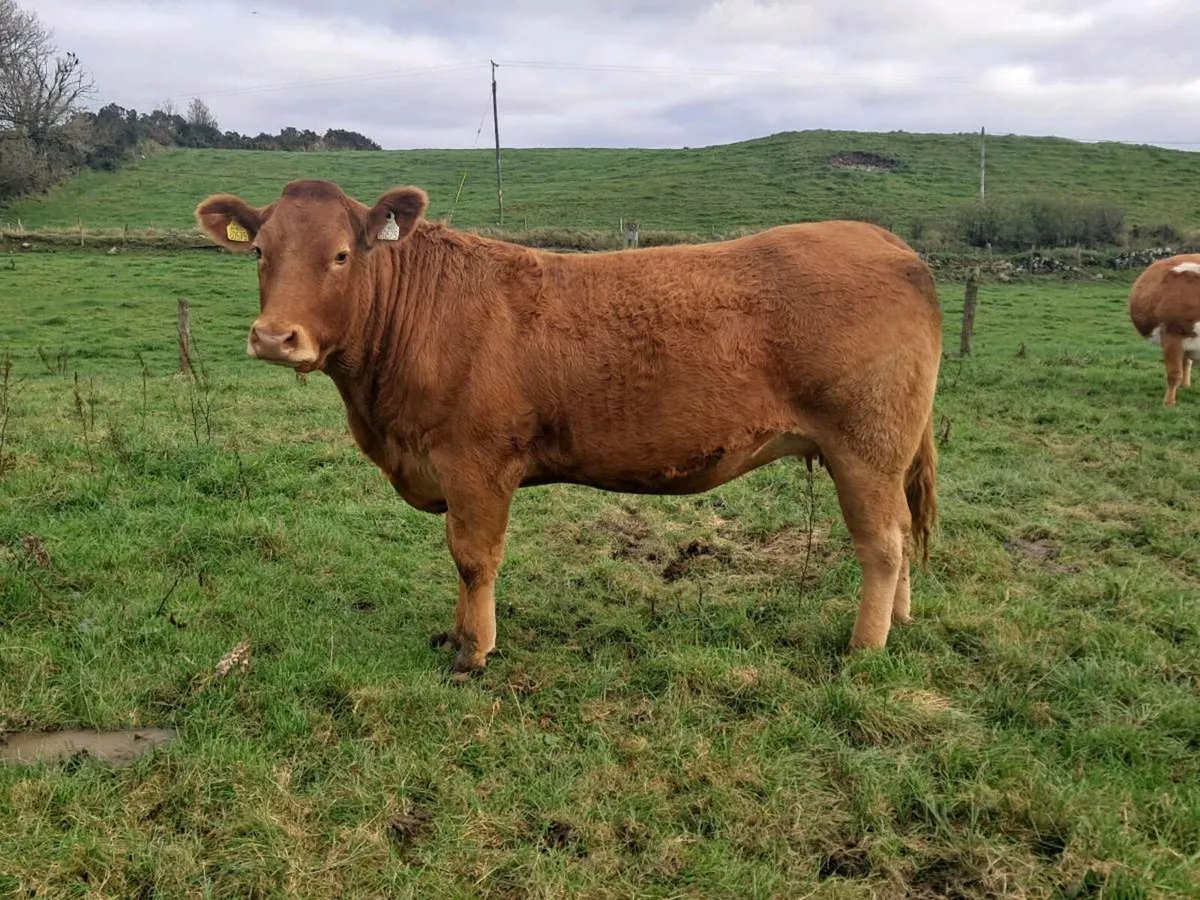 In Calf Heifer - Image 4