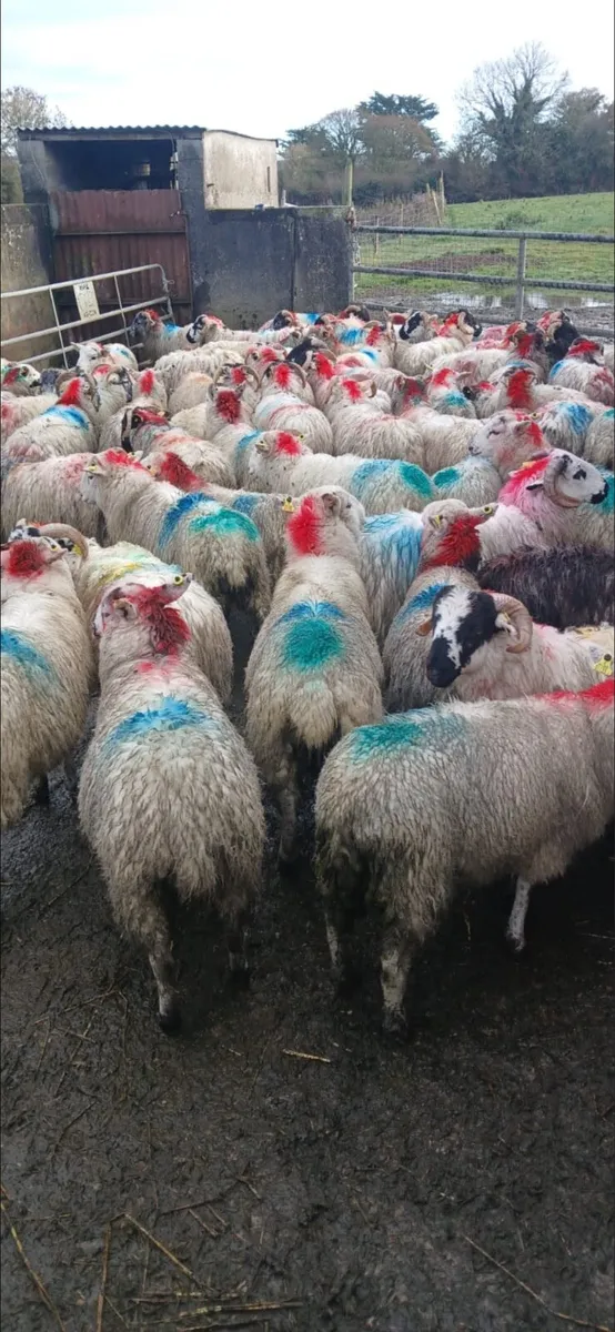 Store lambs - Image 1