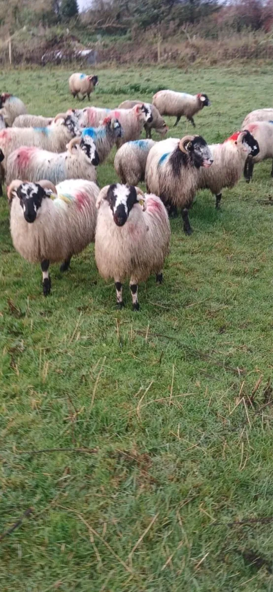 Store lambs - Image 2