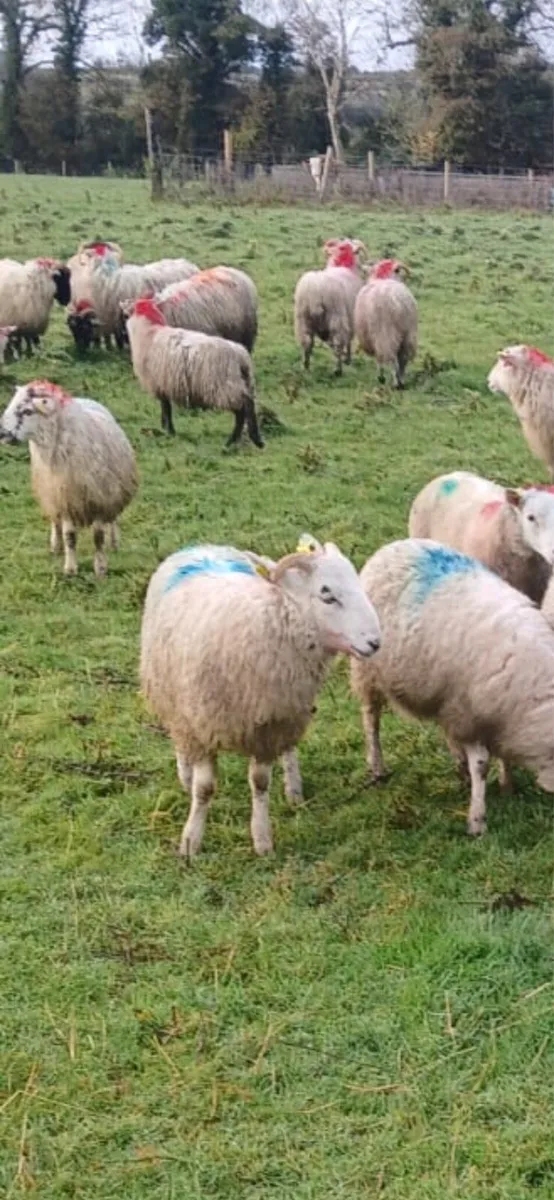 Store lambs - Image 3