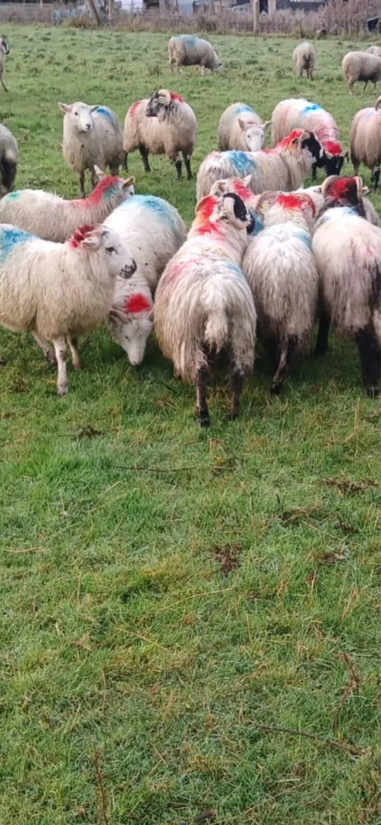 Store lambs - Image 4
