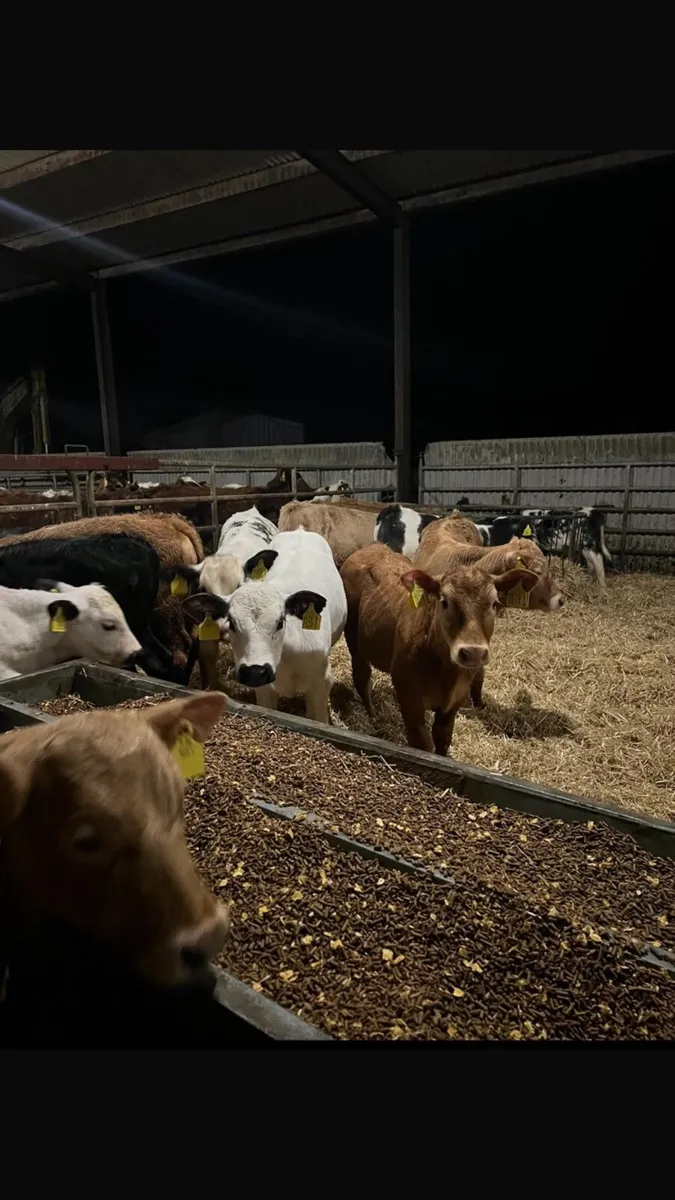 Calves - Image 2