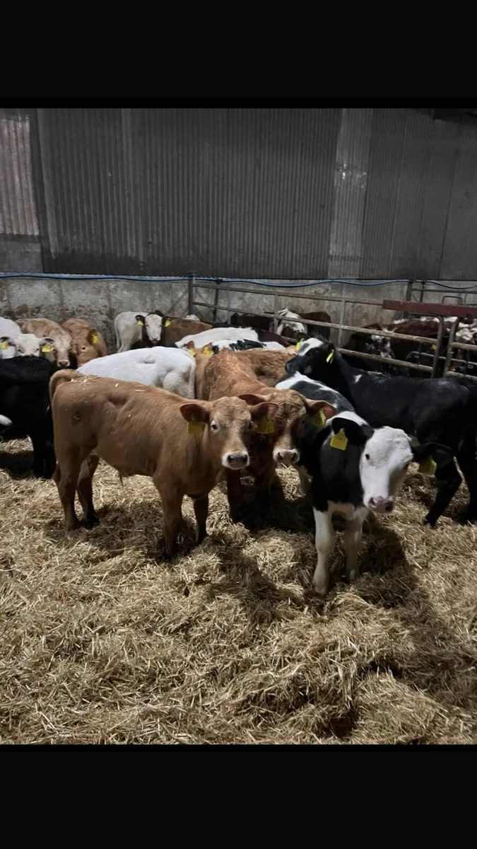 Calves - Image 1