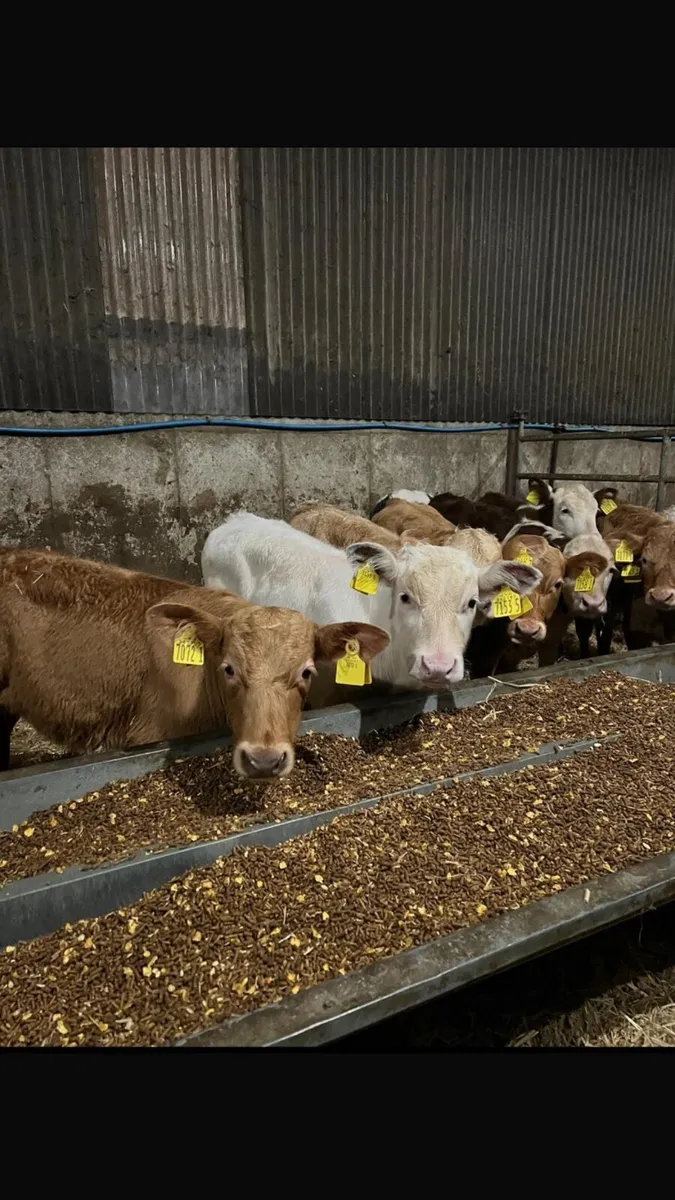 Calves - Image 3