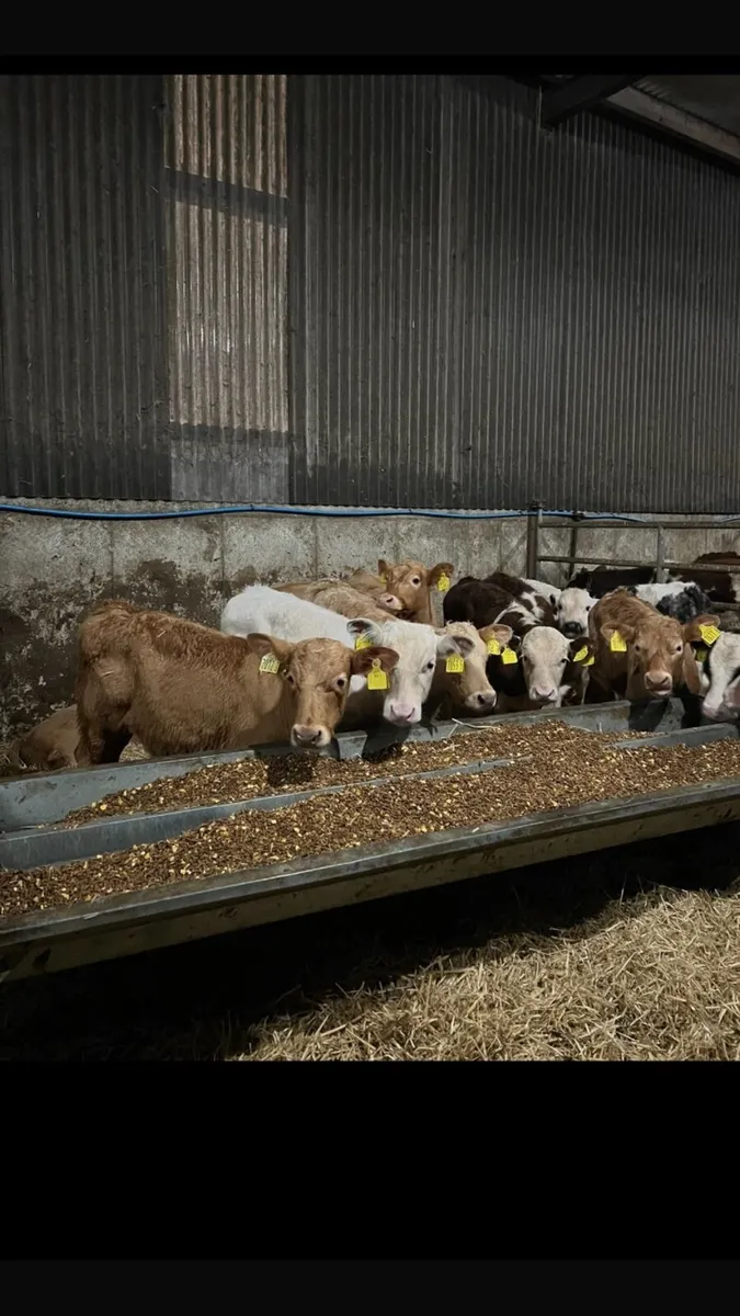 Calves - Image 4