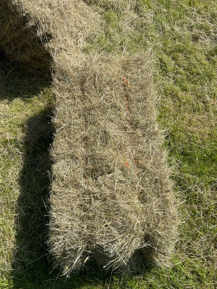 Winter grazing - Image 1