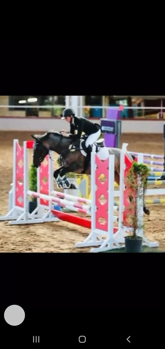 Lot 197 clifden pony sales Thursday 23rd October - Image 1