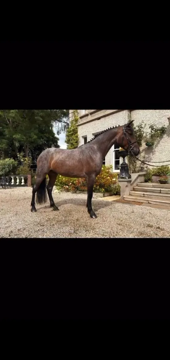 Lot 197 clifden pony sales Thursday 23rd October - Image 3