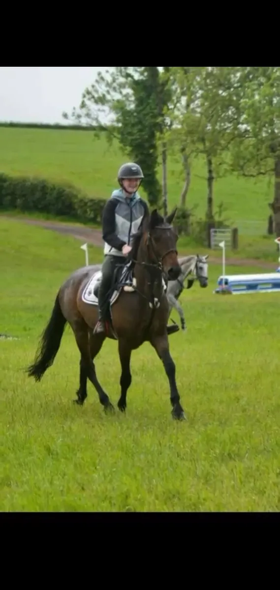 Lot 197 clifden pony sales Thursday 23rd October - Image 4