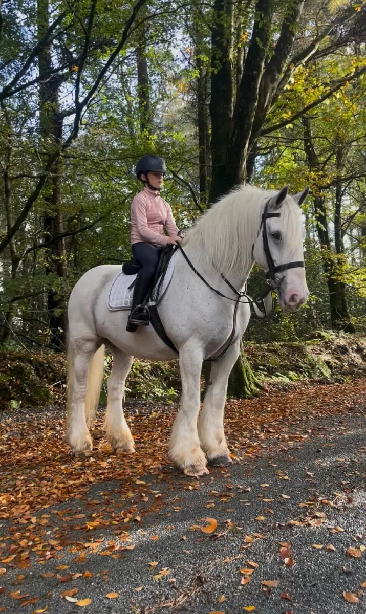 💫Dolly 15.3 traditional Irish cob💫 - Image 1