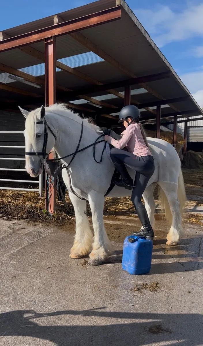 💫Dolly 15.3 traditional Irish cob💫 - Image 2