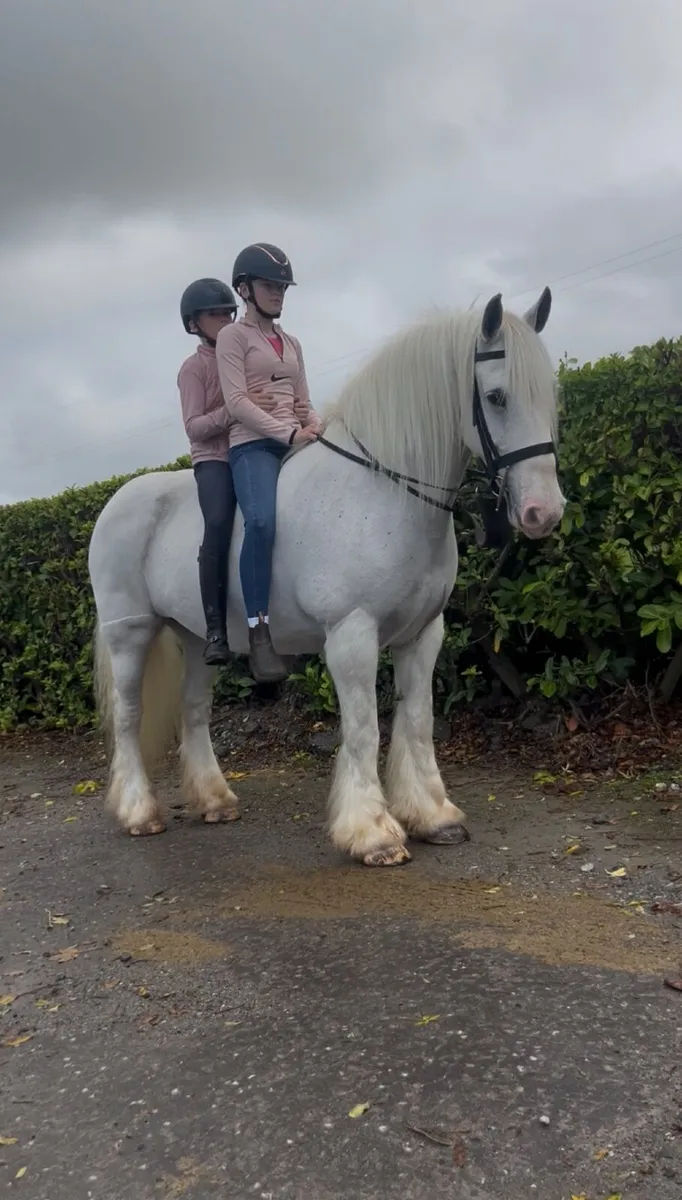 💫Dolly 15.3 traditional Irish cob💫 - Image 3