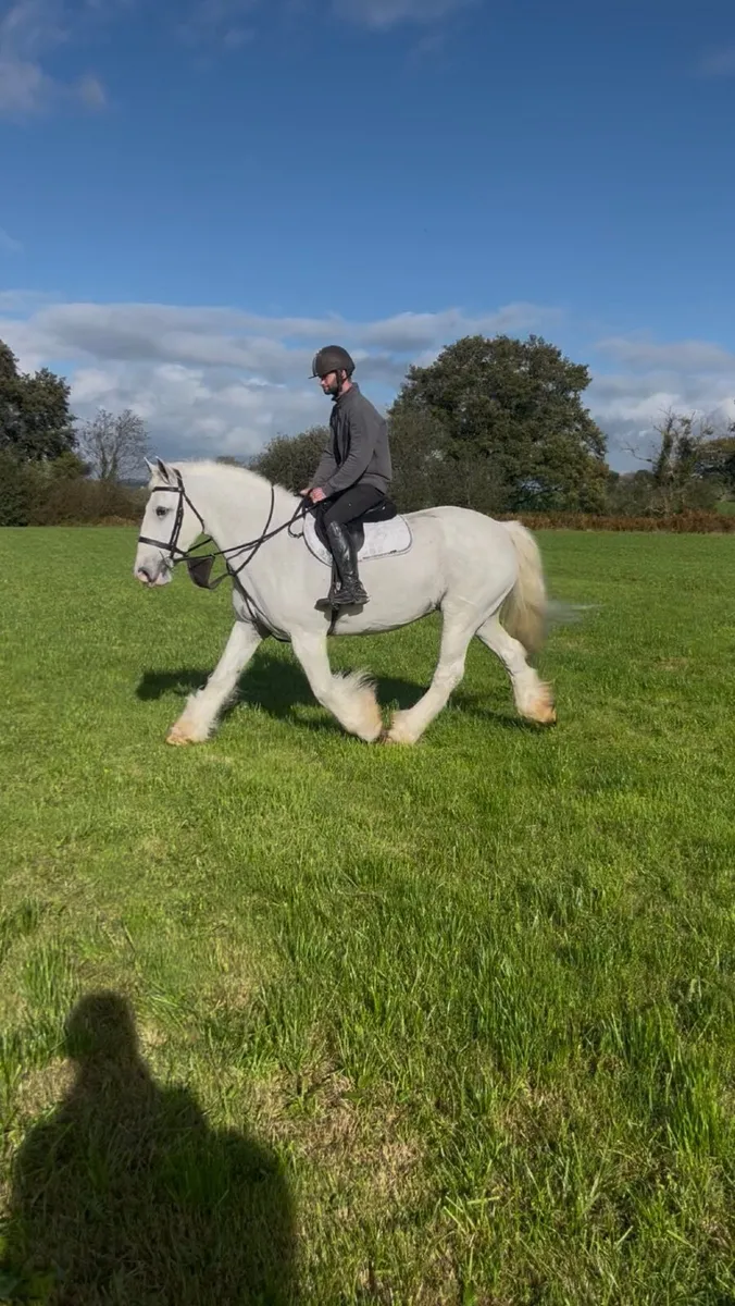 💫Dolly 15.3 traditional Irish cob💫 - Image 4