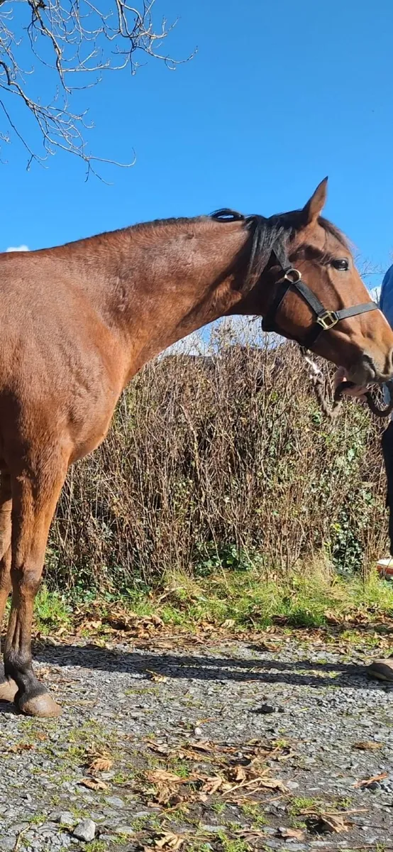 Equine - Image 2