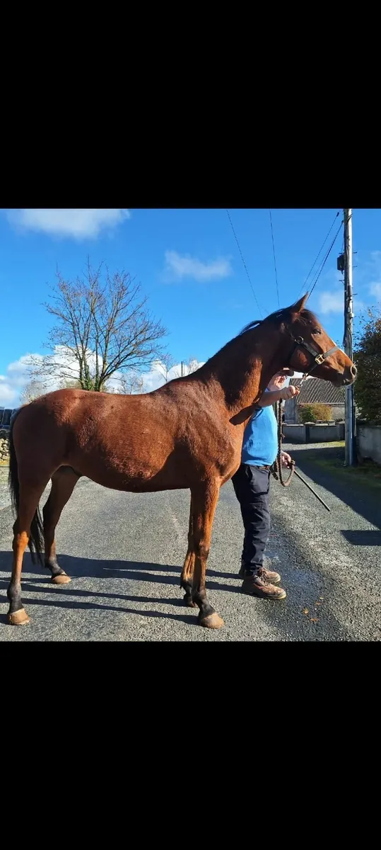 Equine - Image 1