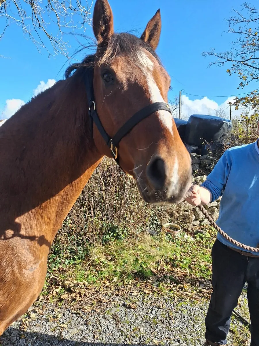 Equine - Image 3