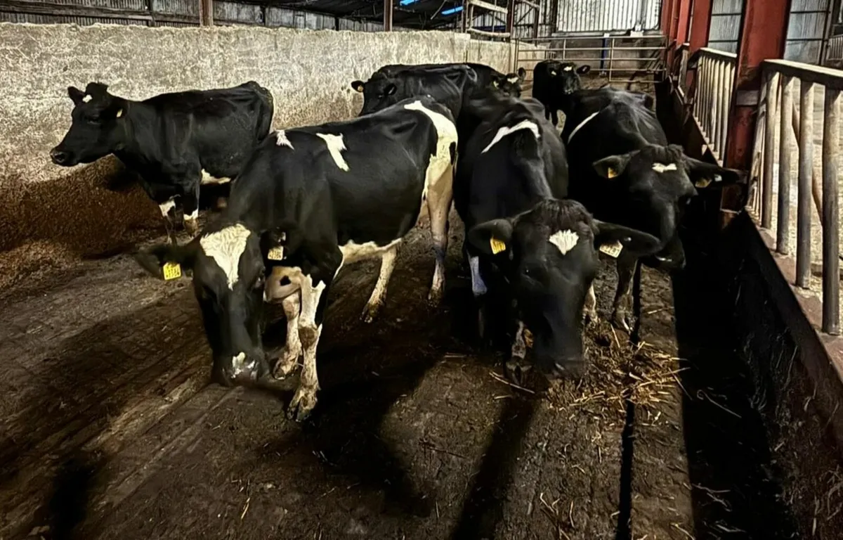 Empty Young Dairy Cows For Sale - Image 1
