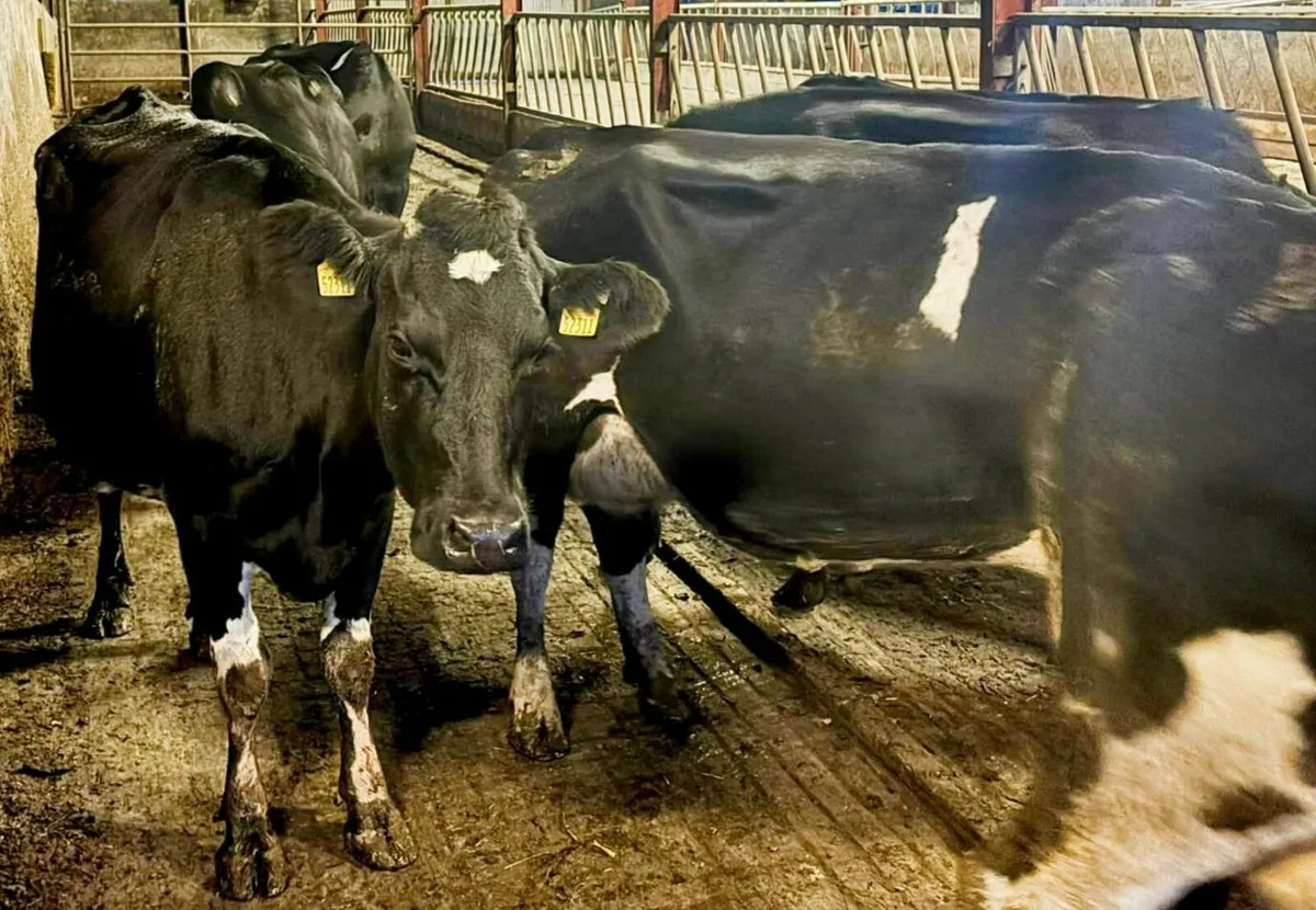 Empty Young Dairy Cows For Sale - Image 2