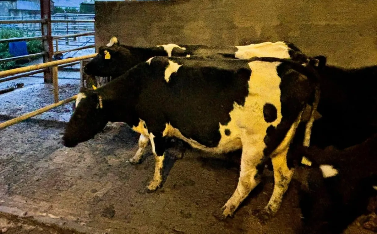 Empty Young Dairy Cows For Sale - Image 3