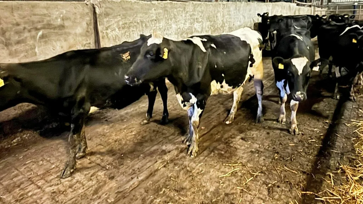 Empty Young Dairy Cows For Sale - Image 4