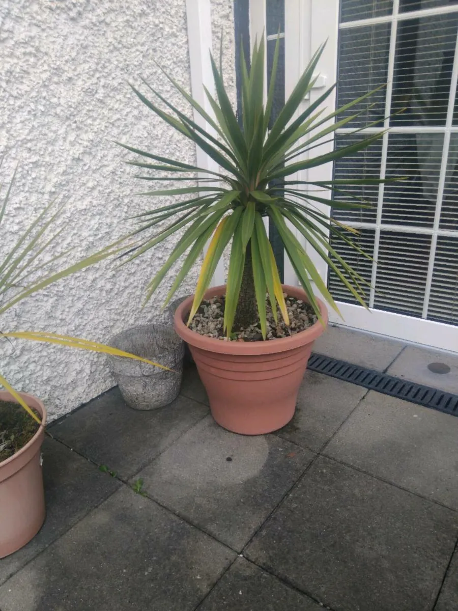 Cordylines - Image 1