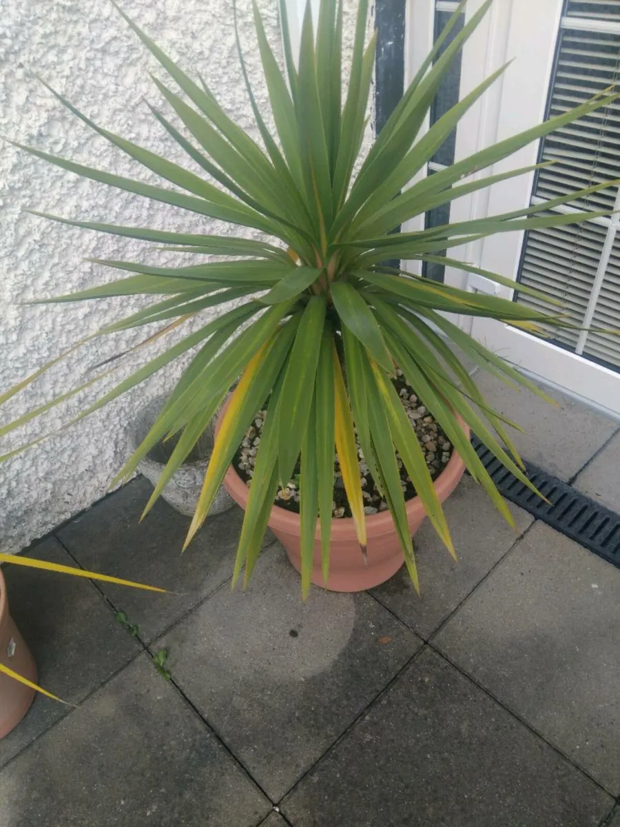 Cordylines - Image 2