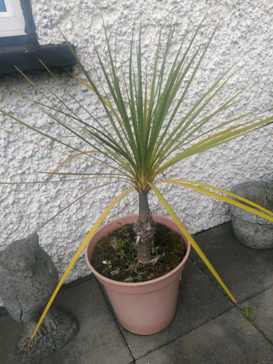 Cordylines - Image 3