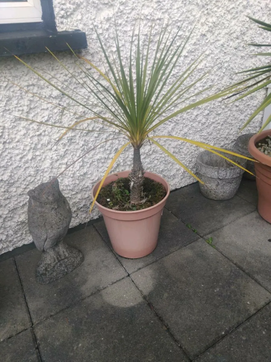 Cordylines - Image 4