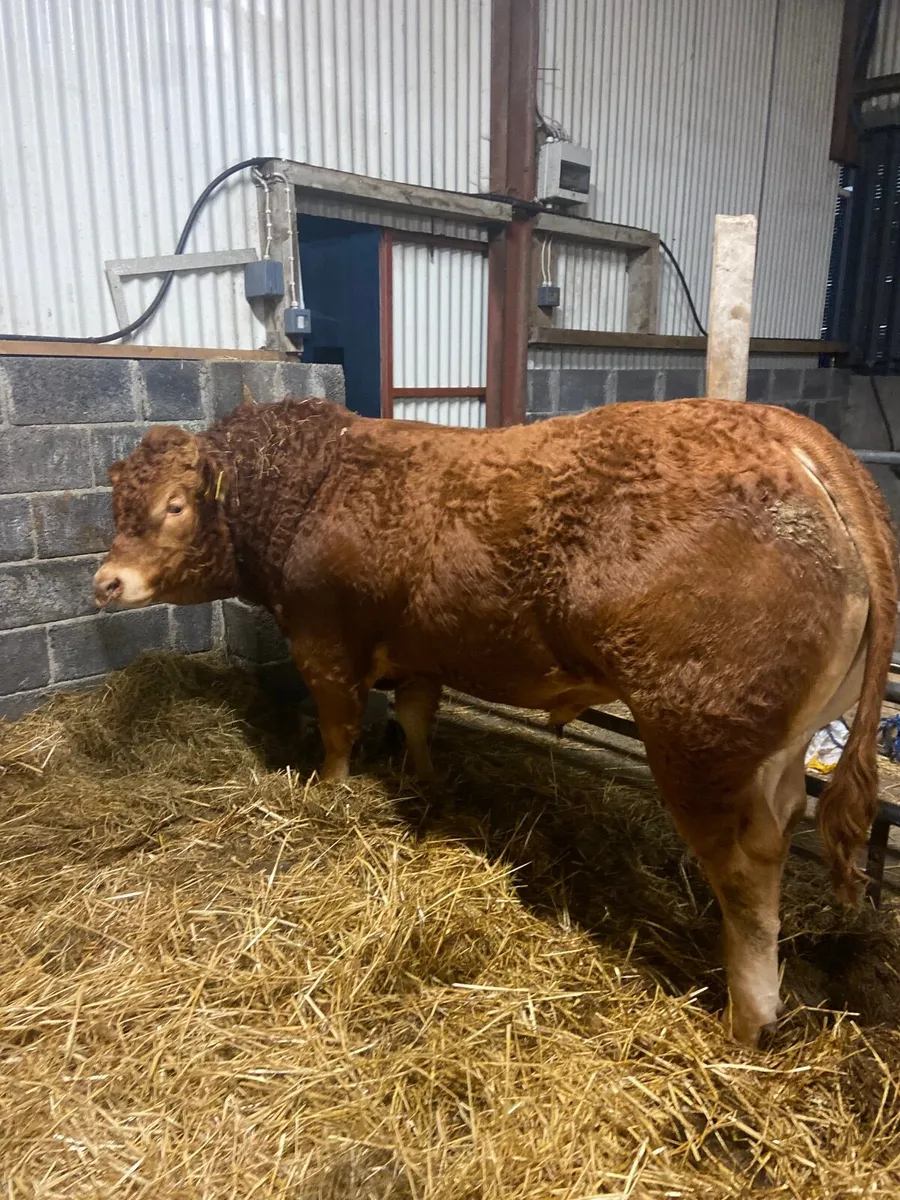 Pedigree limousin bull sat 25th  - Carrick - Image 3