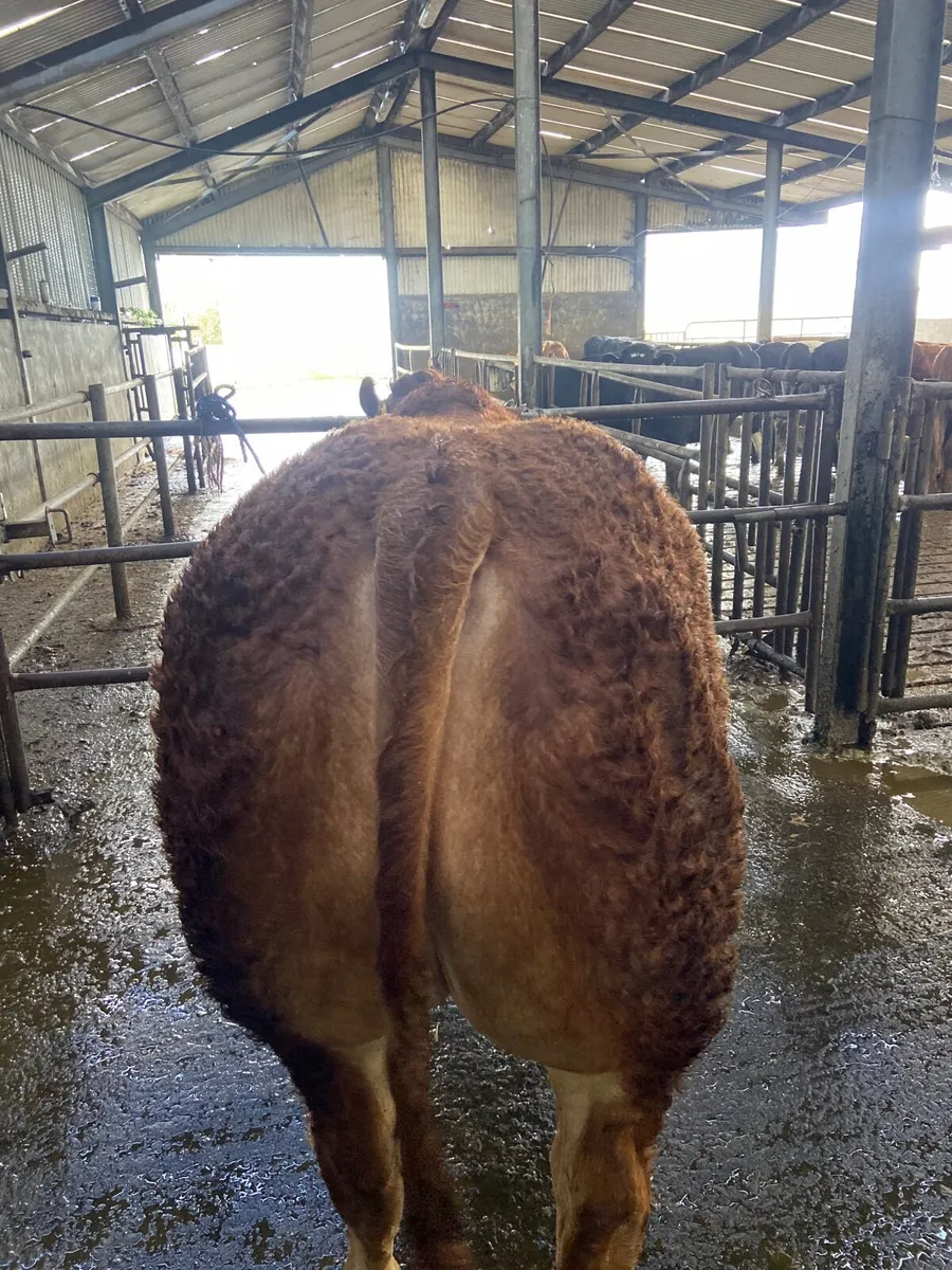Pedigree limousin bull sat 25th  - Carrick - Image 4