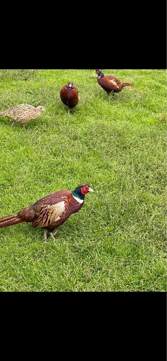 Adult pheasants - Image 1