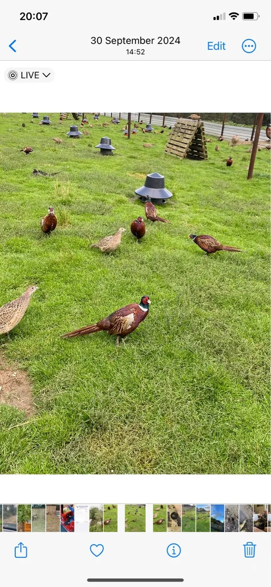 Adult pheasants - Image 2