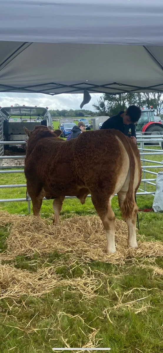 Pedigree limousin bull sat 25th  - Carrick - Image 1