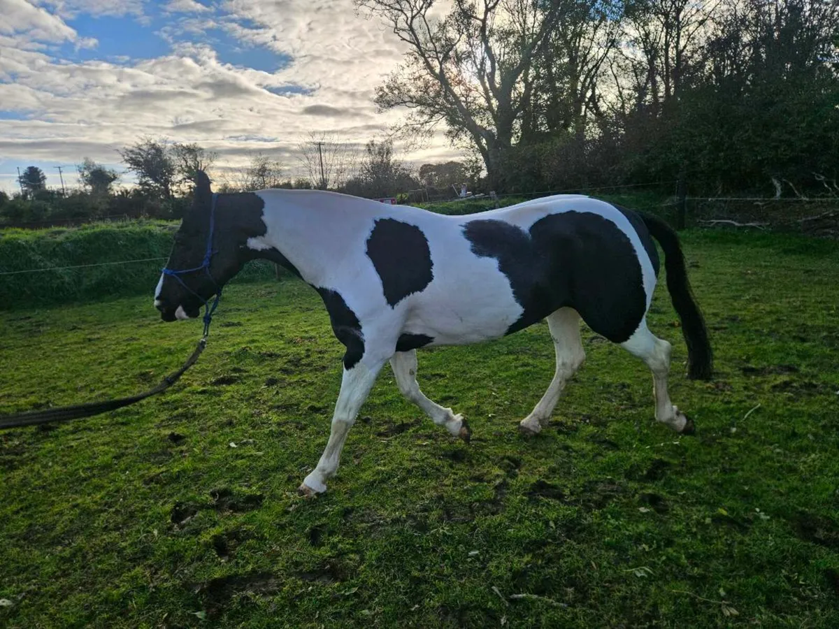 Hunting cob - Image 1