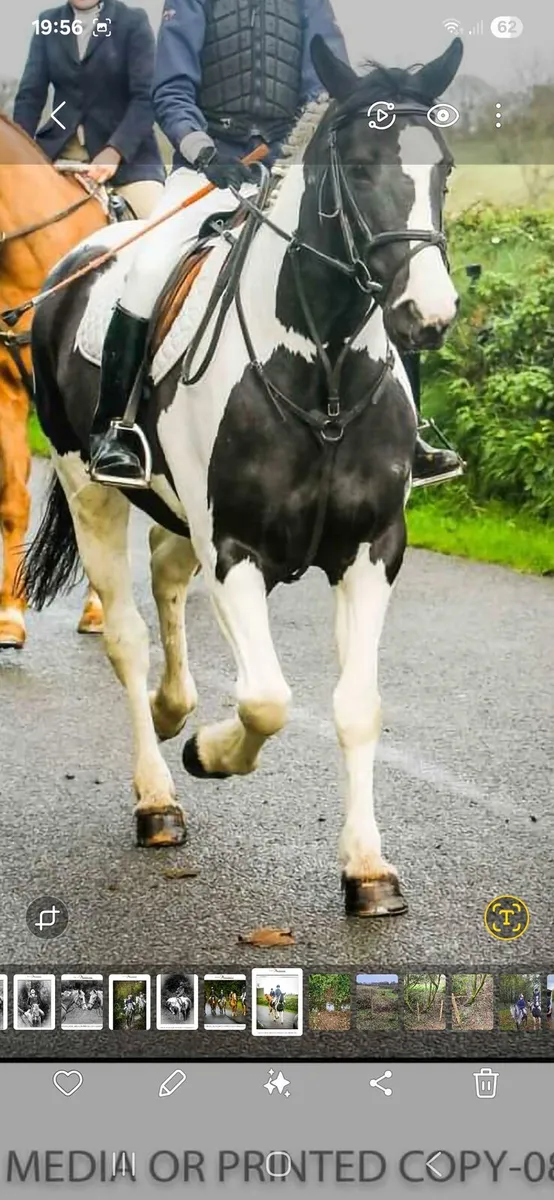 Hunting cob - Image 4