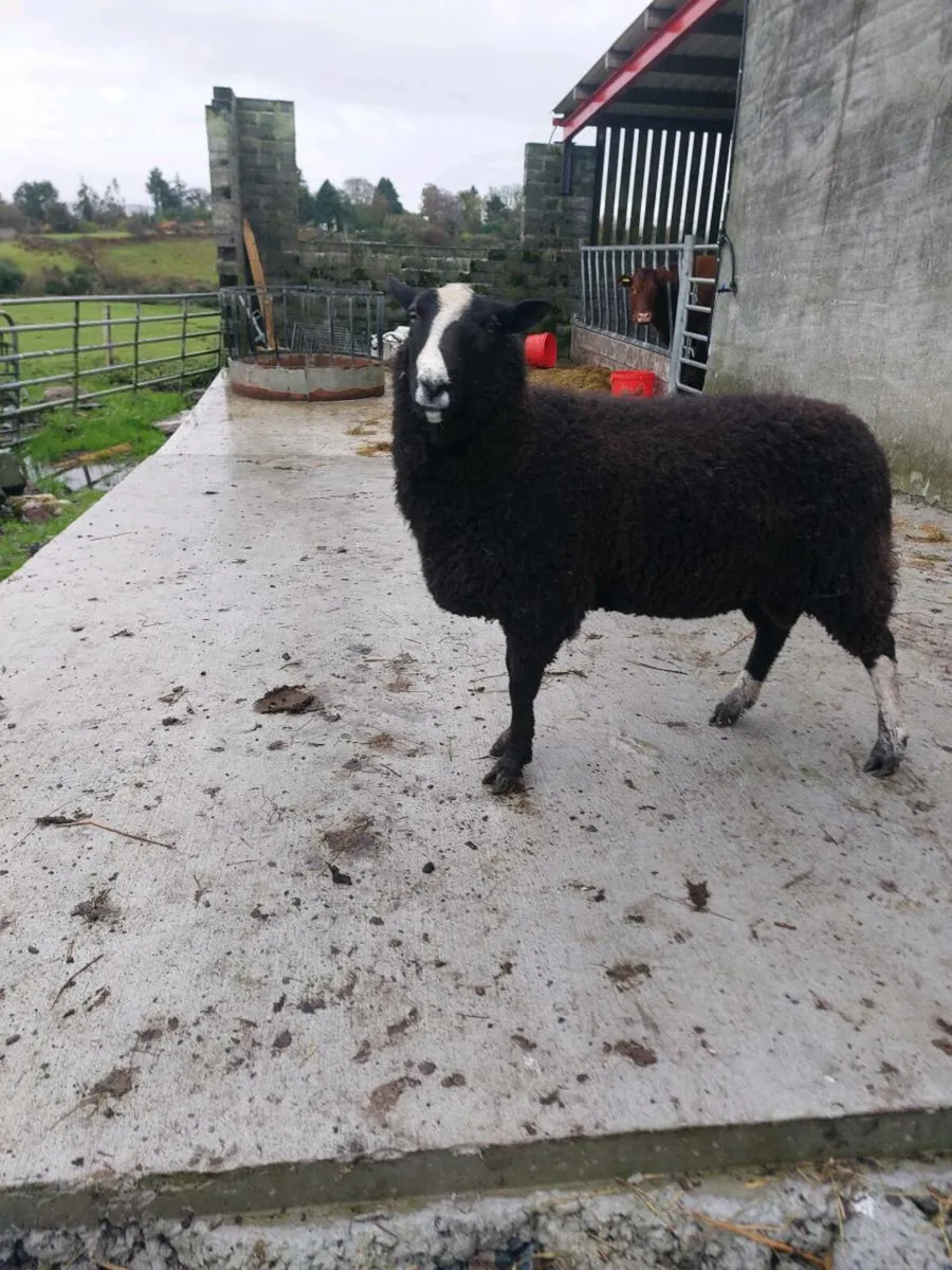 Zwartble ram hogget - Image 1