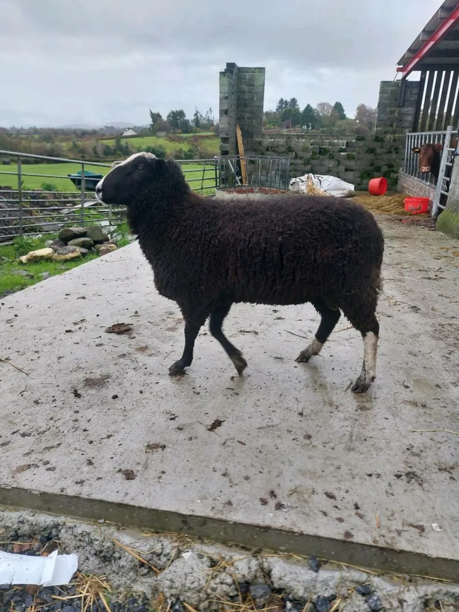 Zwartble ram hogget - Image 2