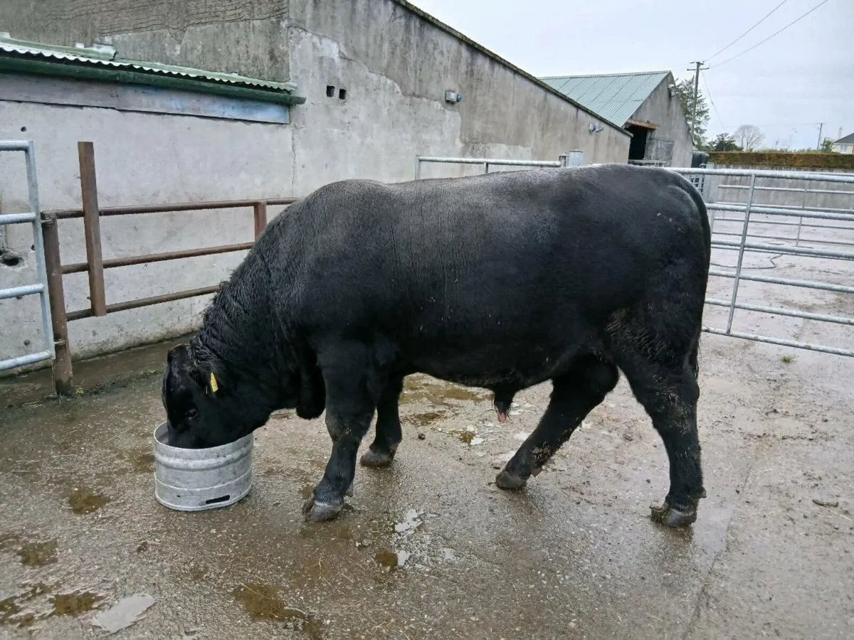 AA bull - Image 1