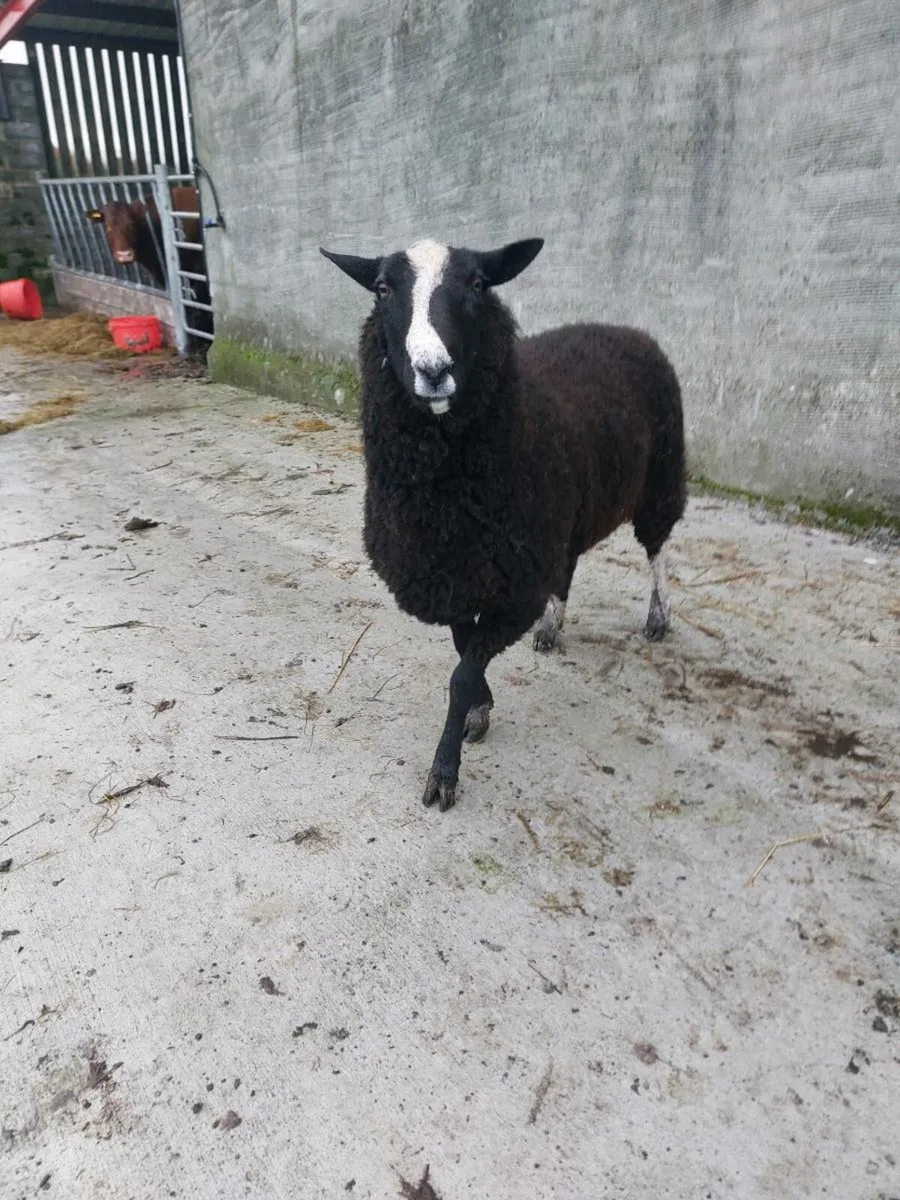 Zwartble ram hogget - Image 3