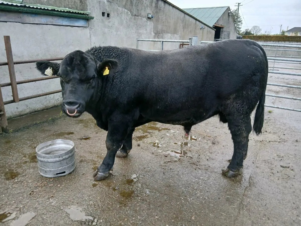 AA bull - Image 2