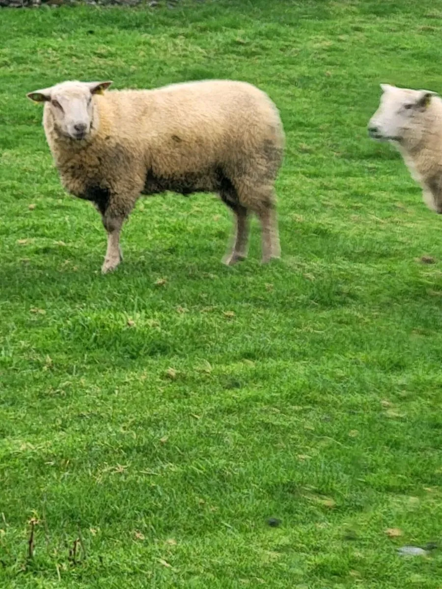 Pedigree Charolais Rams - Image 3
