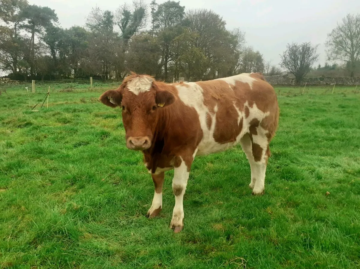 Super Breeding Heifer Roscommon mart 24 oct - Image 1