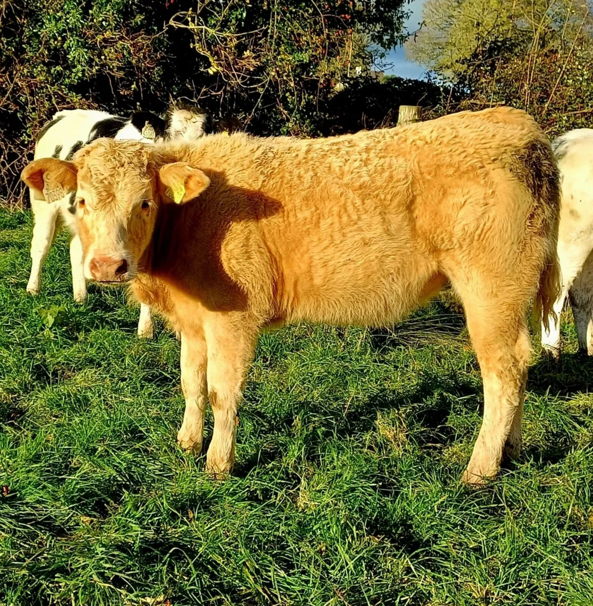 Weanling Heifers - Image 3