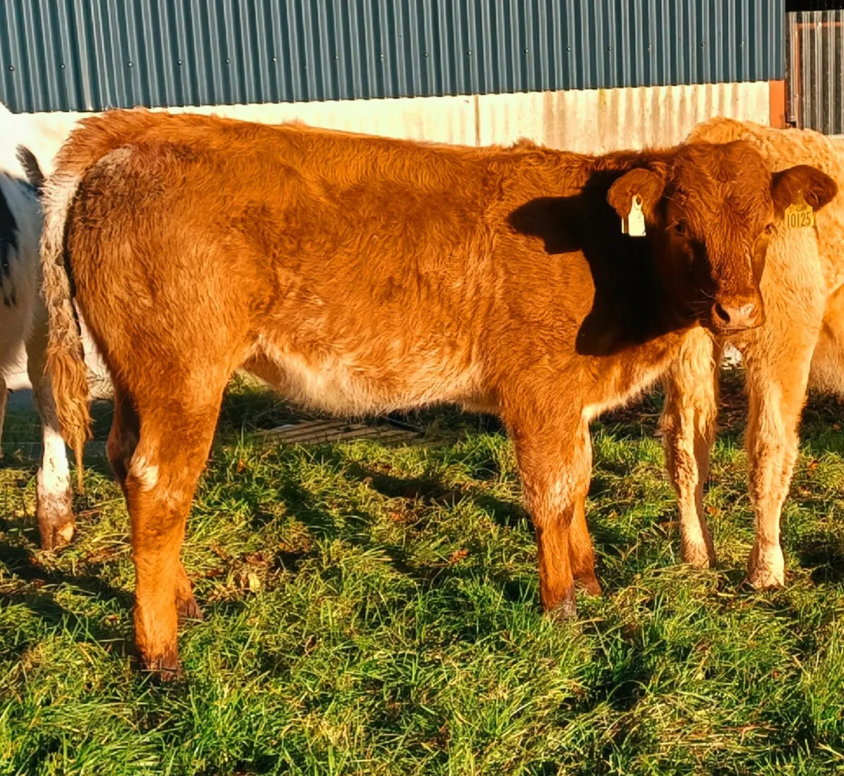 Weanling Heifers - Image 2