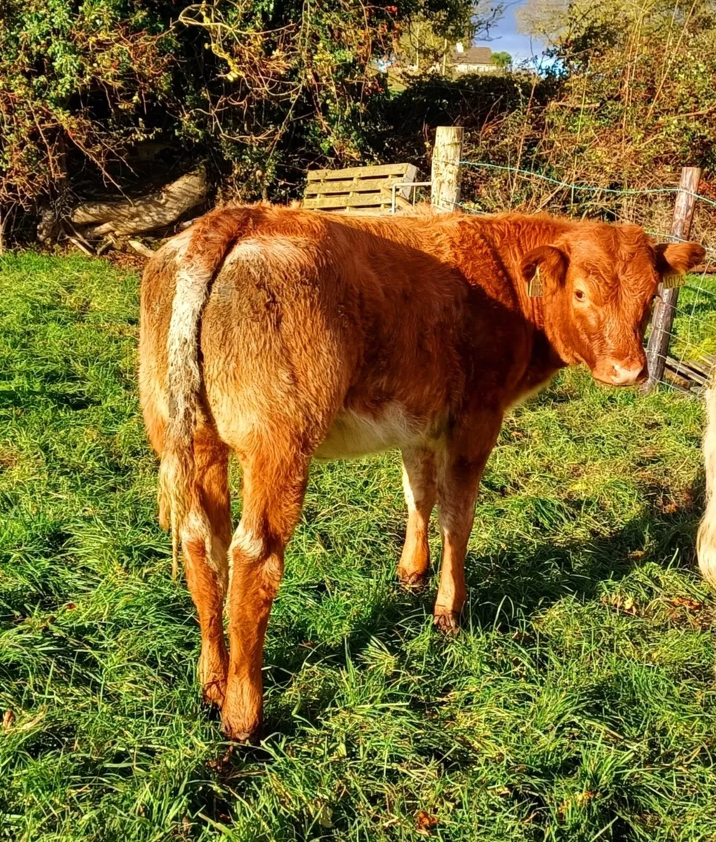 Weanling Heifers - Image 1