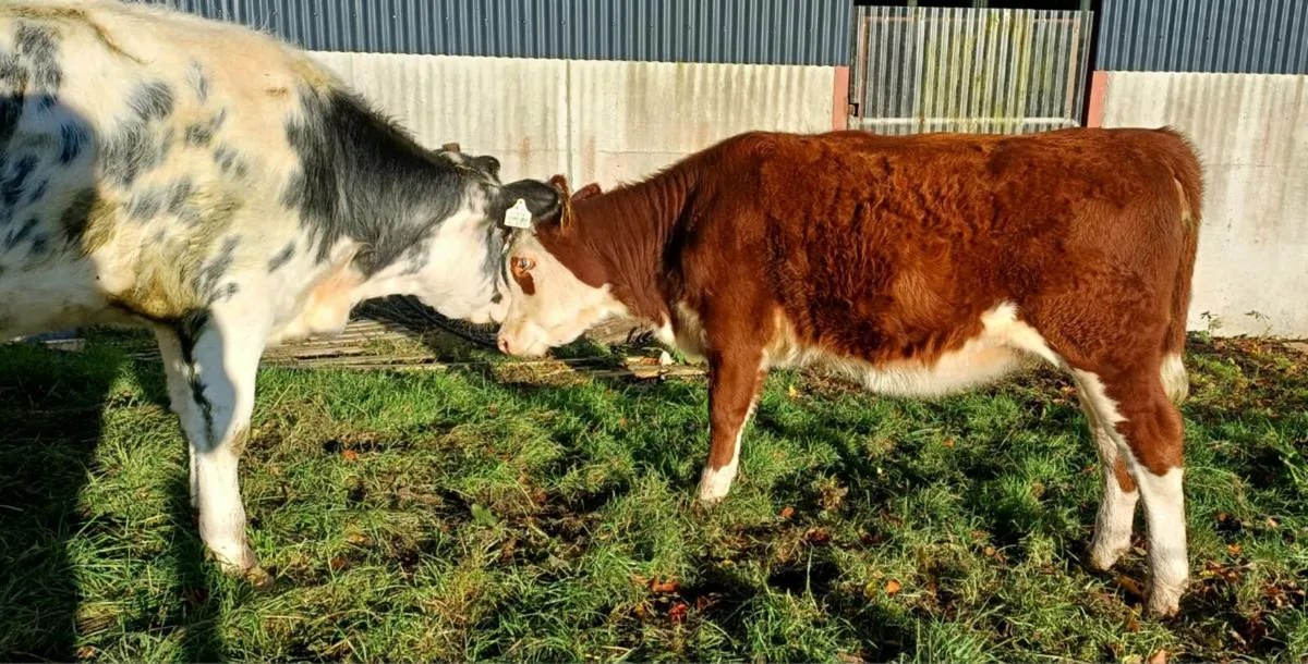 Weanling Heifers - Image 4