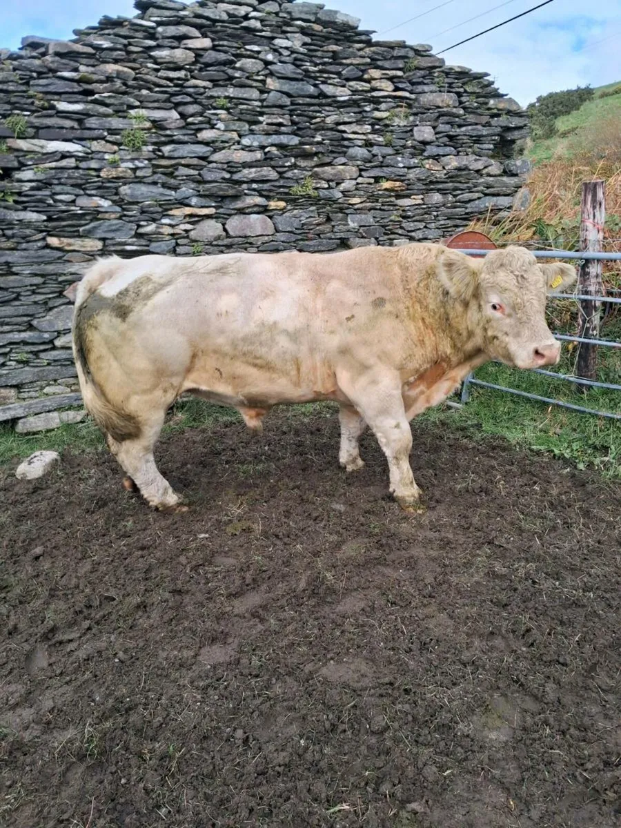 Bull - Image 1