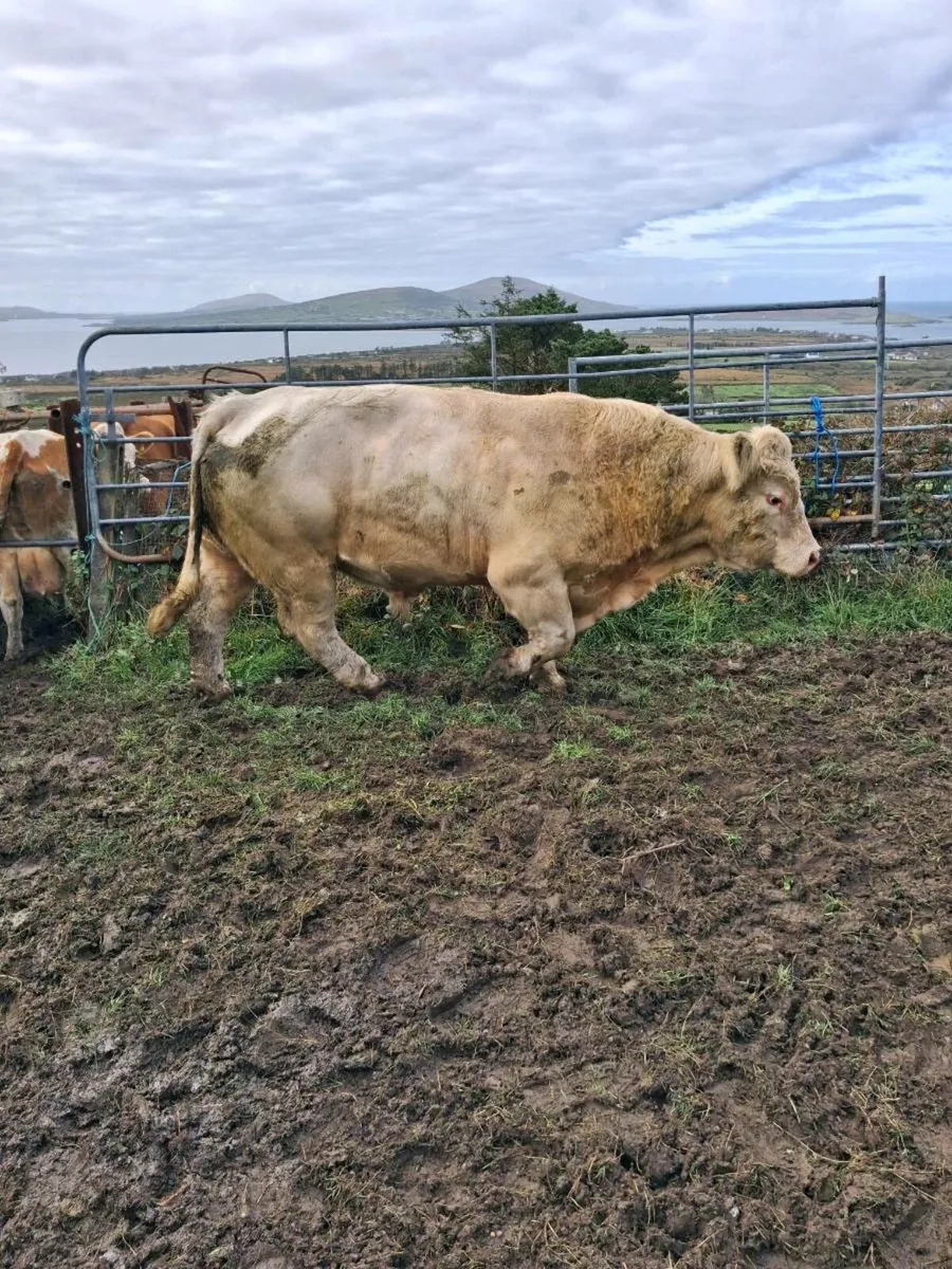 Bull - Image 2