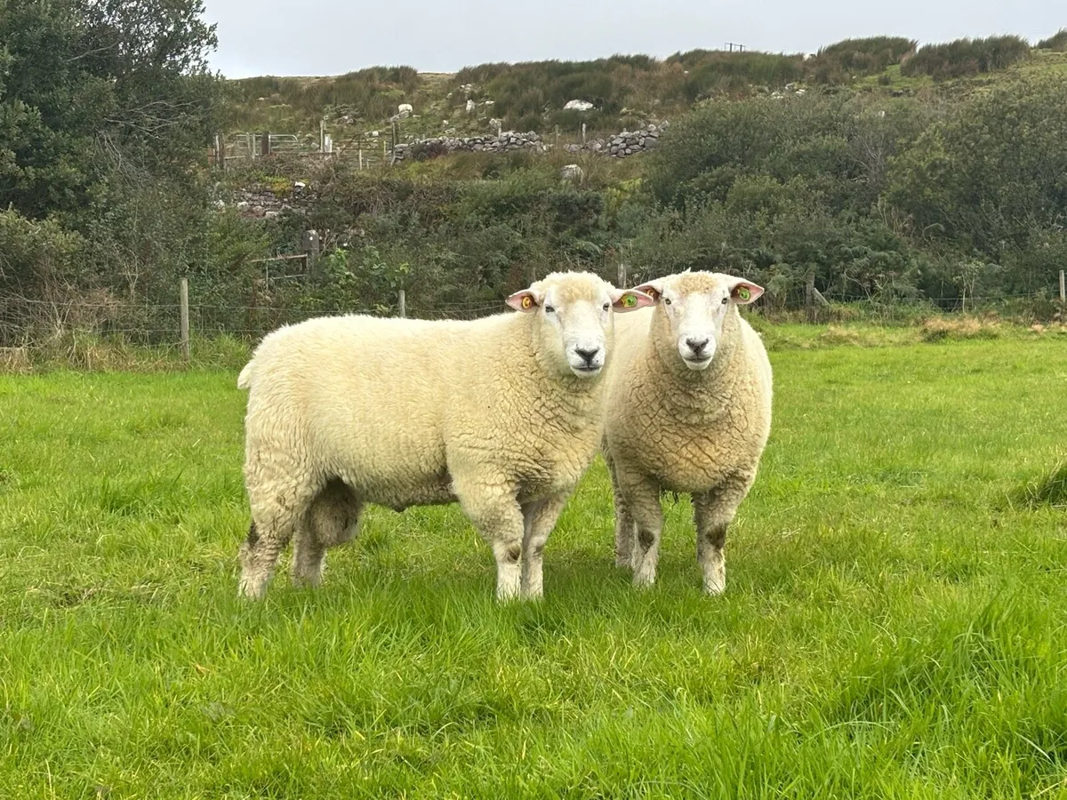 Galway Hoggett rams - Image 1