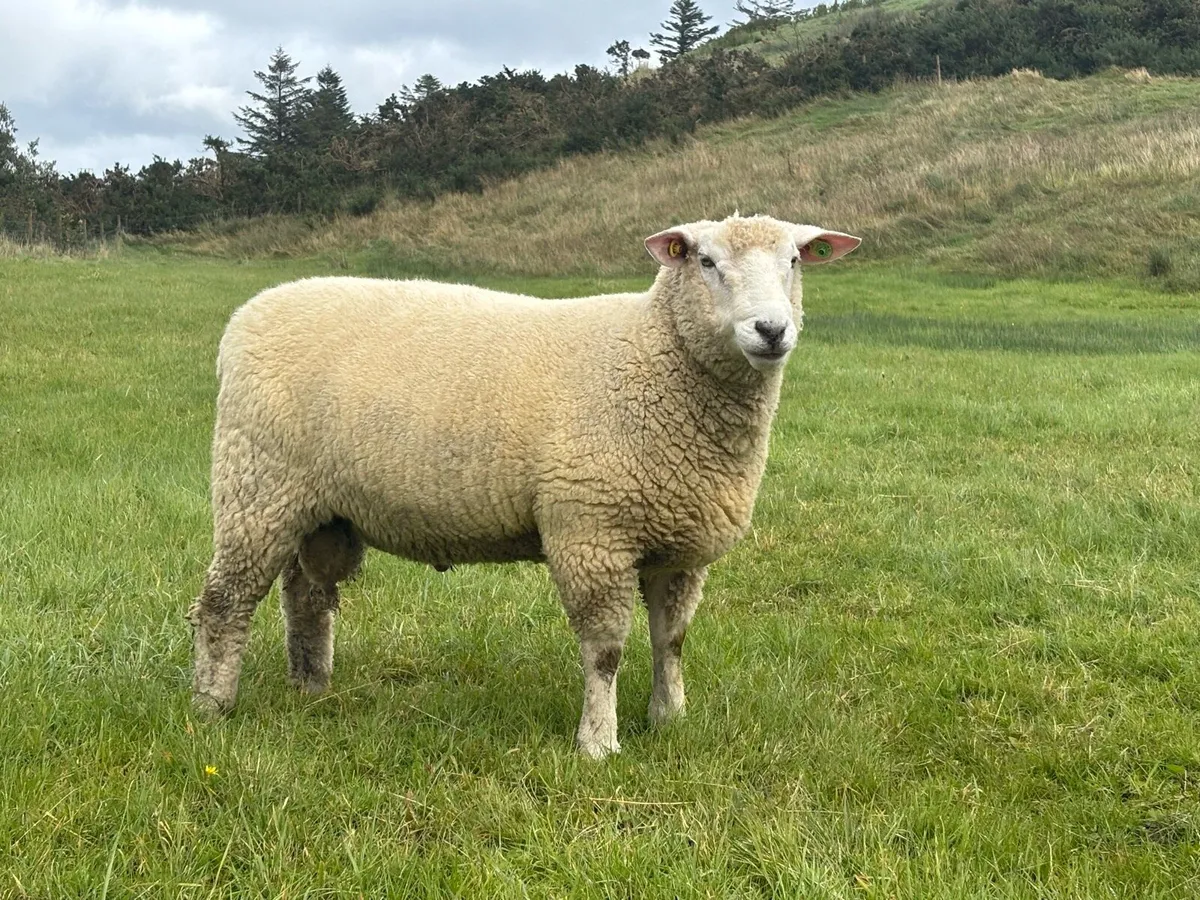 Galway Hoggett rams - Image 2